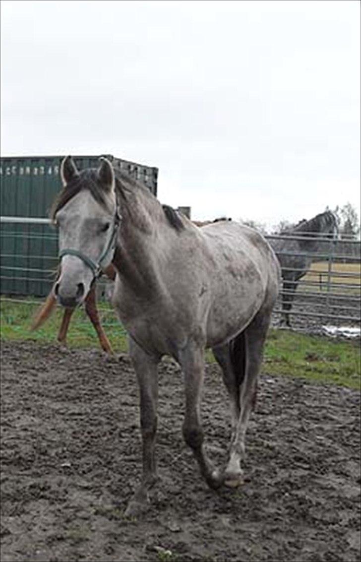 Arabisk fuldblod (OX) Talib Al-Bait 2009 - 2014 Solgt - Talib Al-Bait 2011 billede 5