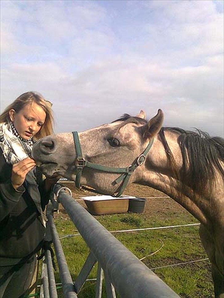 Arabisk fuldblod (OX) Talib Al-Bait 2009 - 2014 Solgt - Talib Al-Bait 2011
Talib får æbler af Trine. Lige så forsigtigt nipper han til æblet;) billede 6