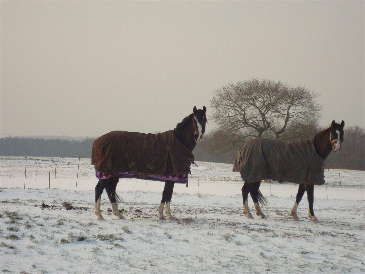Welsh Pony (sec B) BAKKEGAADEN´S CHAPAIN billede 9