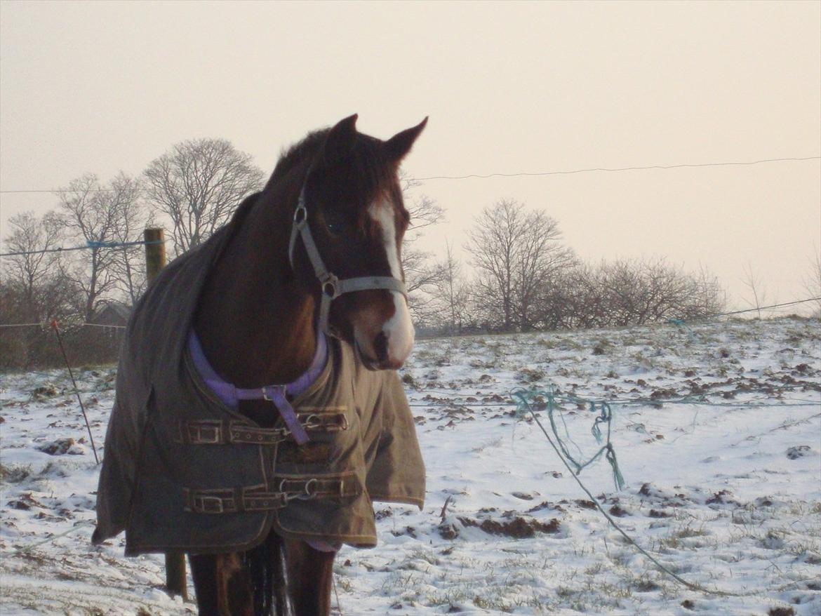 Welsh Pony (sec B) Bakkegaarden's Nikita B-pony - du er så smuk i den hvide sne !! :) billede 8