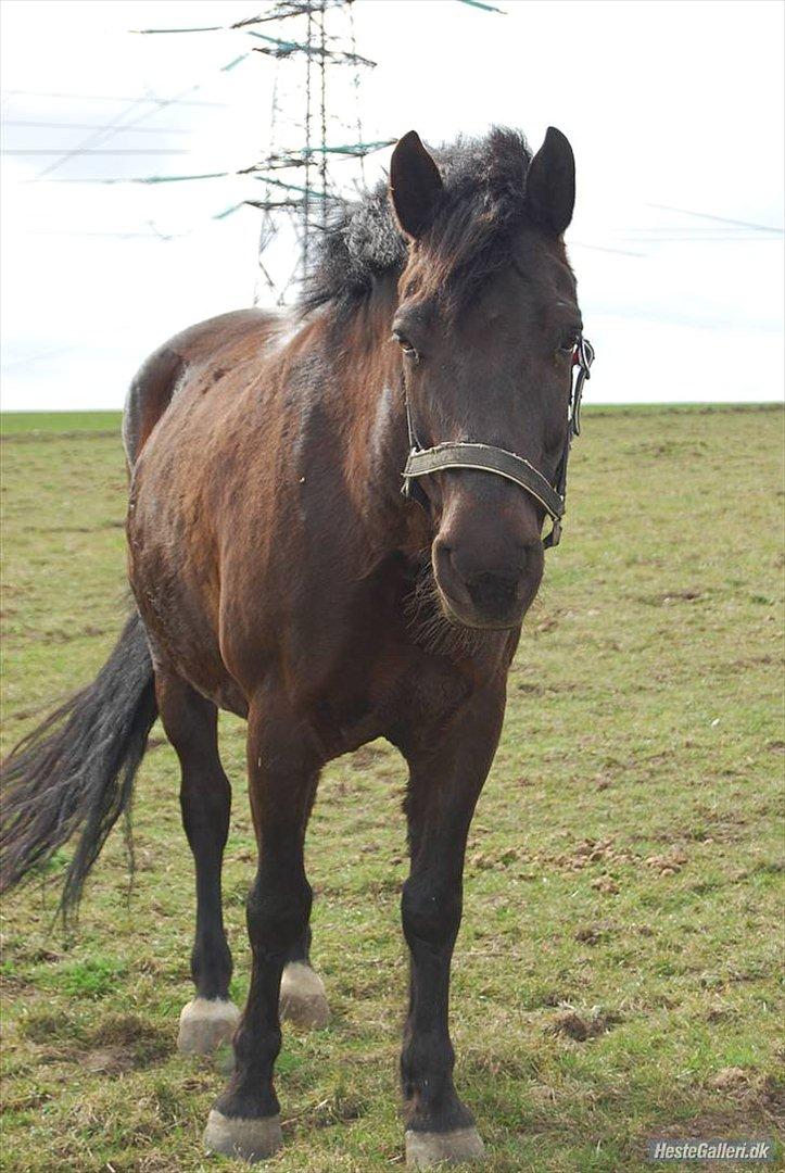 Oldenborg Hr. Lakrids - I <3 YOU billede 6