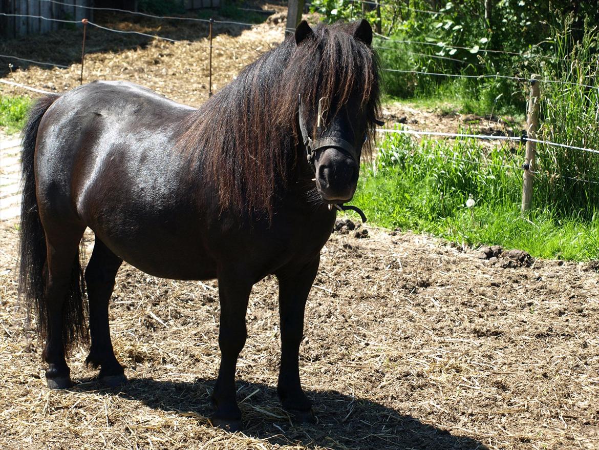 Shetlænder Merkisayre Brite billede 1