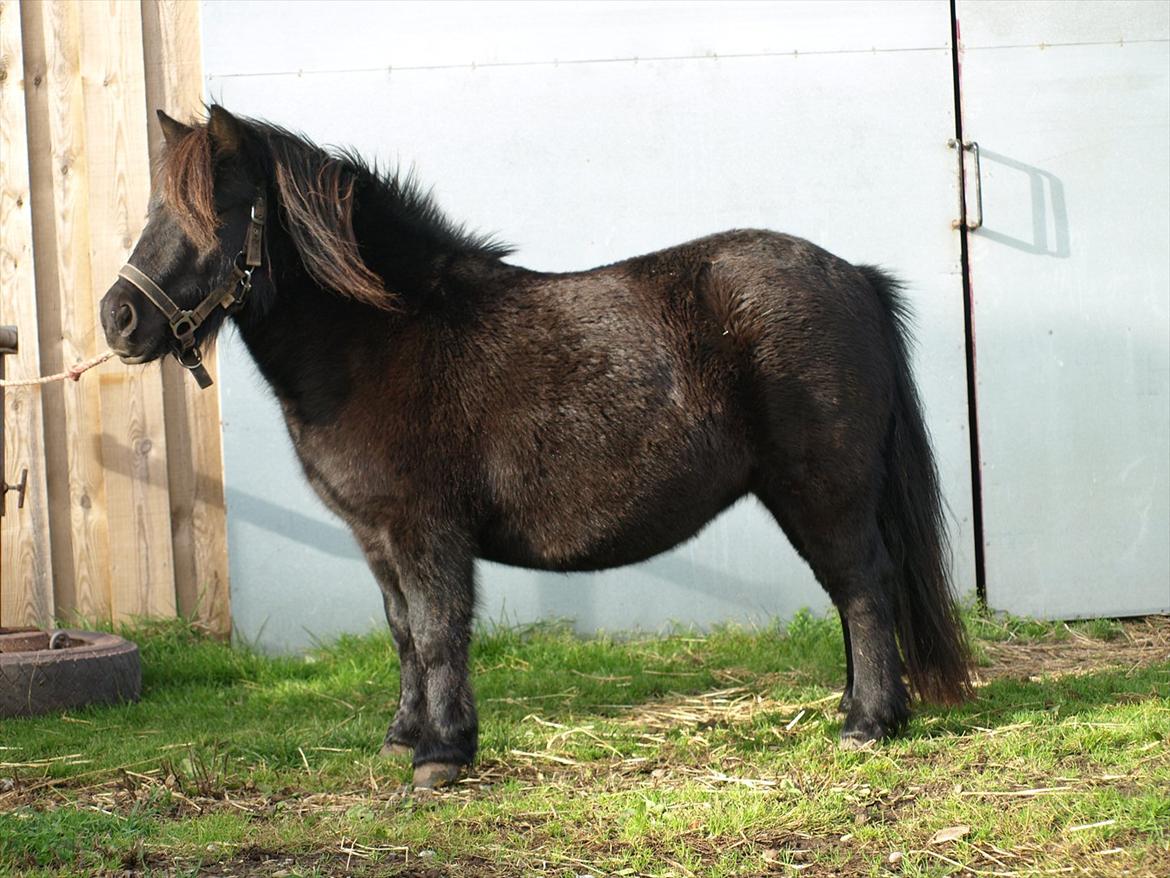 Shetlænder Merkisayre Brite billede 2