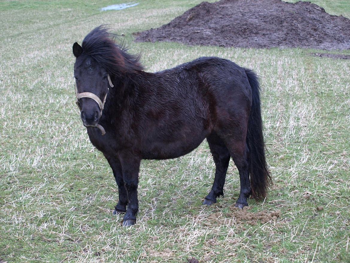 Shetlænder Merkisayre Brite billede 3