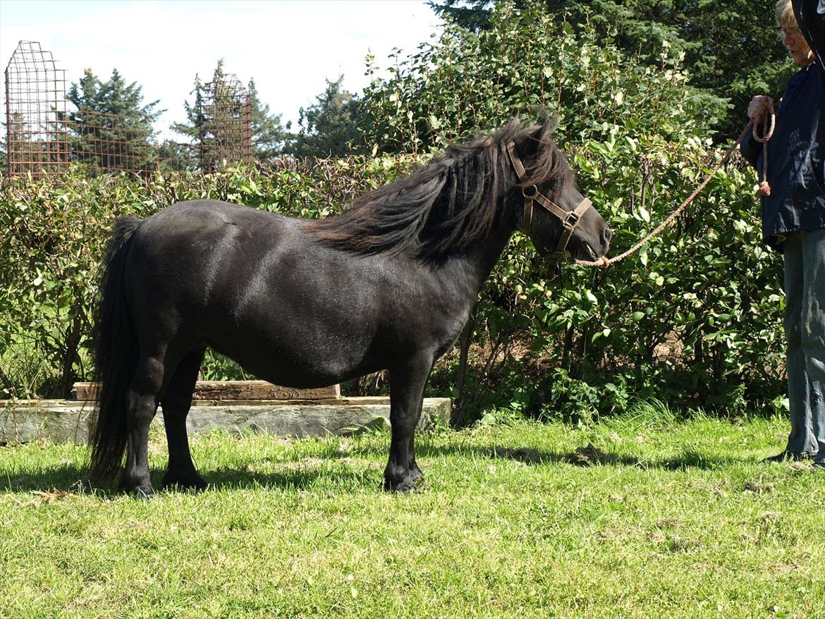 Shetlænder Merkisayre Brite billede 4