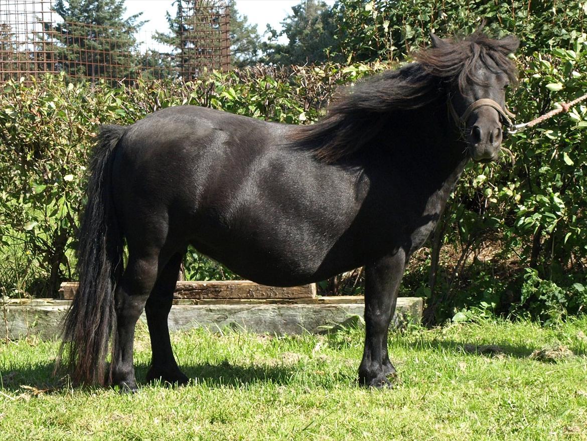 Shetlænder Merkisayre Brite billede 5