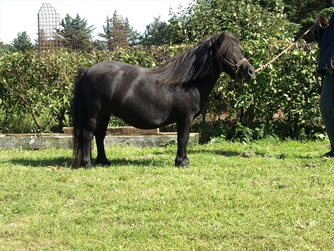 Shetlænder Merkisayre Brite billede 6