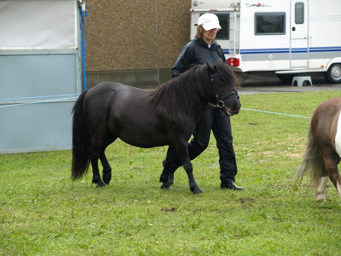 Shetlænder Merkisayre Brite billede 7