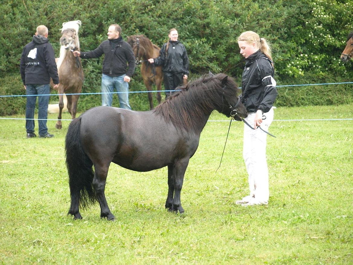Shetlænder Merkisayre Brite billede 8