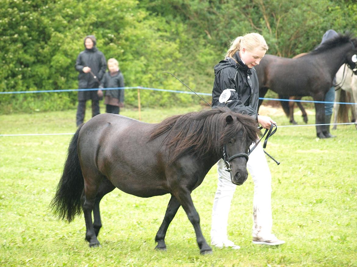Shetlænder Merkisayre Brite billede 9