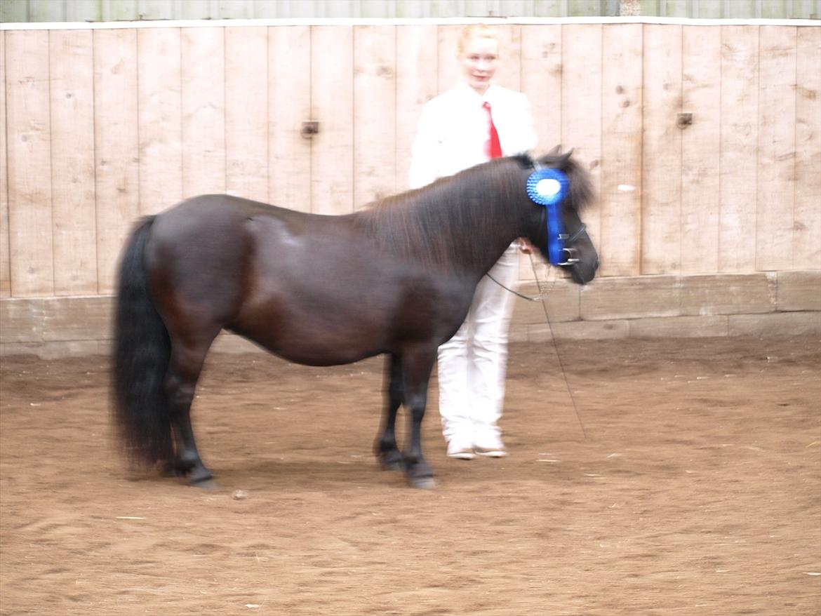 Shetlænder Merkisayre Brite billede 10