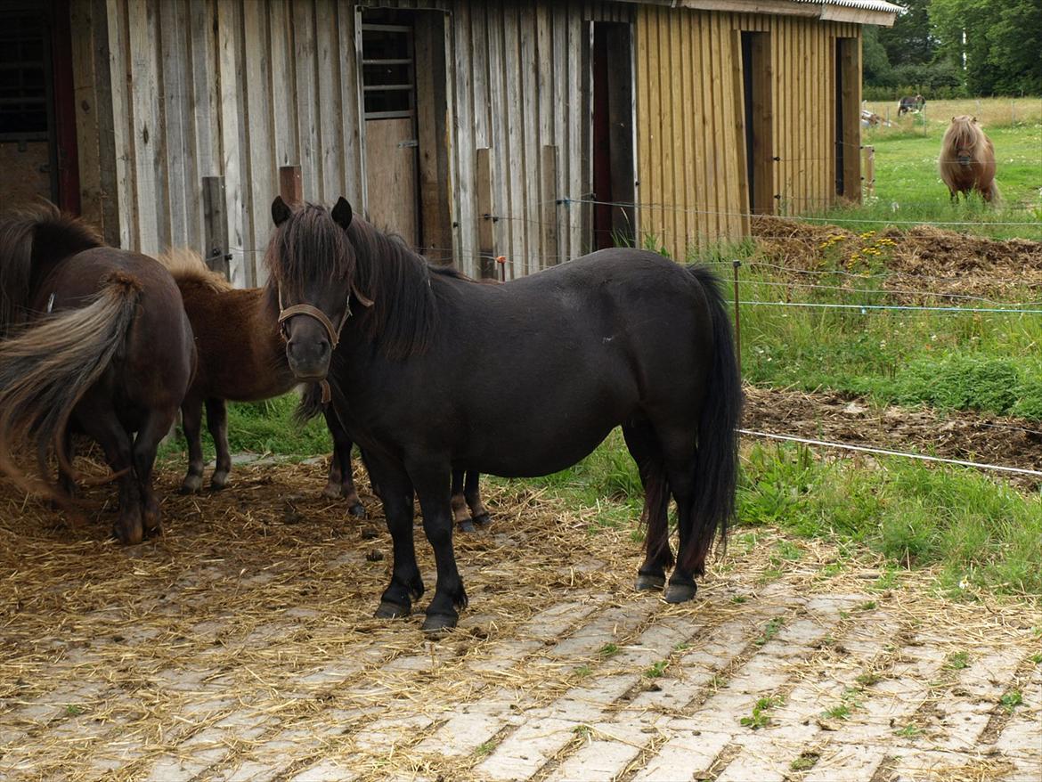 Shetlænder Merkisayre Brite billede 11