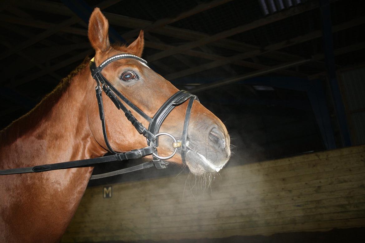 Oldenborg Lady Q billede 6