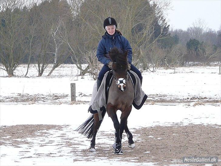 New Forest Odden's Daytonna A-Pony - Vinter 2010! billede 24