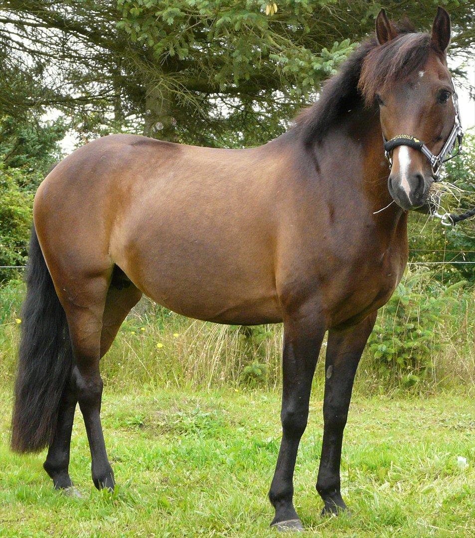 New Forest Odden's Daytonna A-Pony - Daytonna venter imellem klasserne i Skæve!:) billede 19