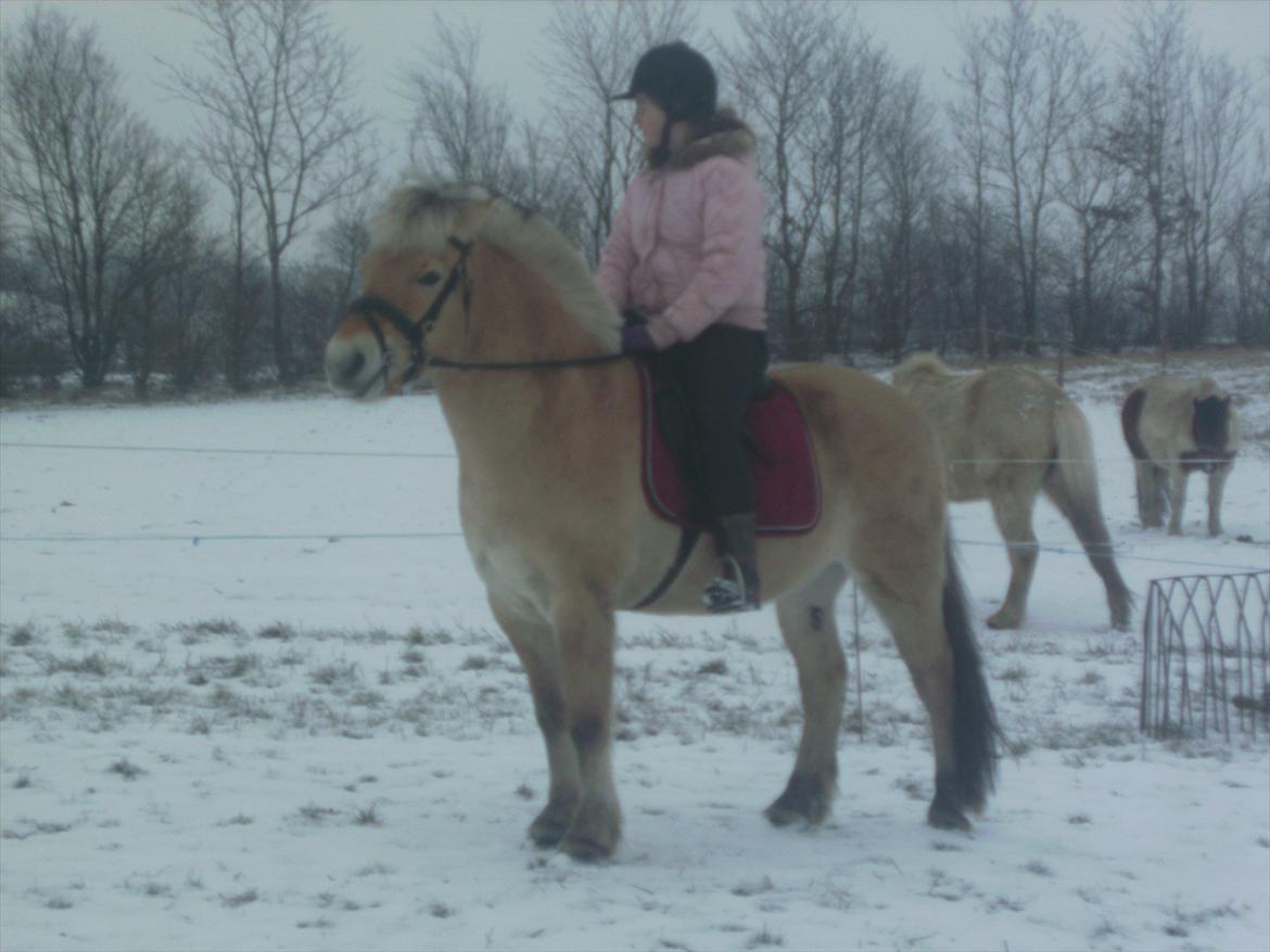 Fjordhest Lukas!<33 [SOLGT OG SAVNET :'(] billede 2