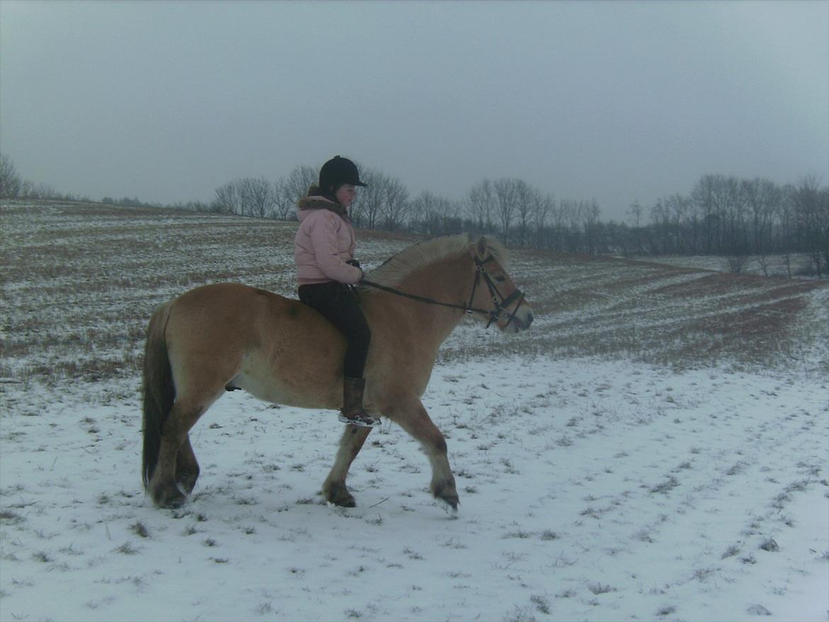 Fjordhest Lukas!<33 [SOLGT OG SAVNET :'(] billede 3