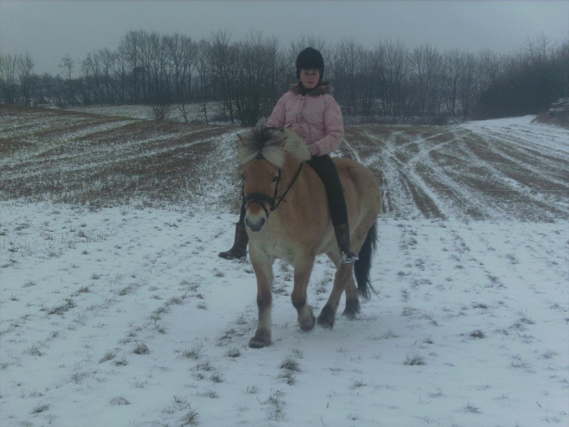 Fjordhest Lukas!<33 [SOLGT OG SAVNET :'(] billede 4