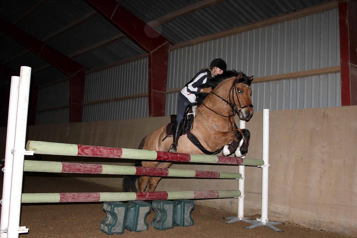 Tysk Sportspony Matador [Matte] - fordi vi springer 110 cm i højdespring! :D 
foto: sille :* billede 6