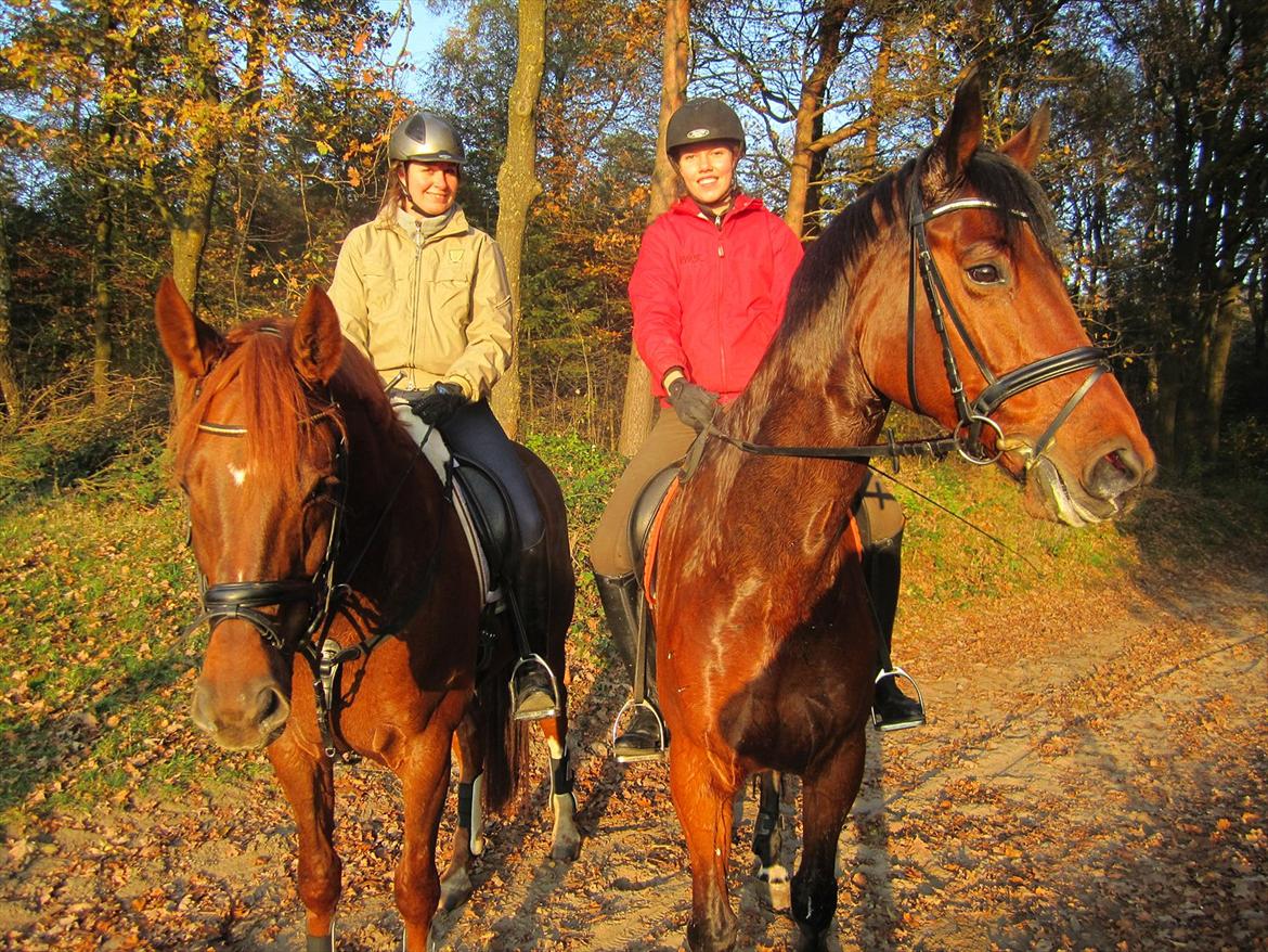 Dansk Varmblod Cabana R.I.P. <3 - Tyskland efterår 2011
Ausreiten in schönen Herbstwetter! :) billede 9