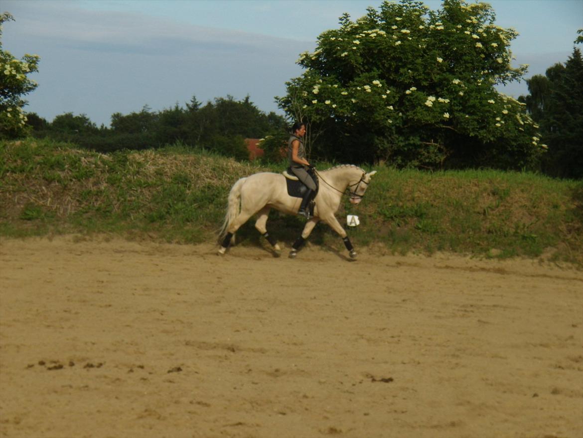 Palomino Sangravgård's Poseidon billede 3