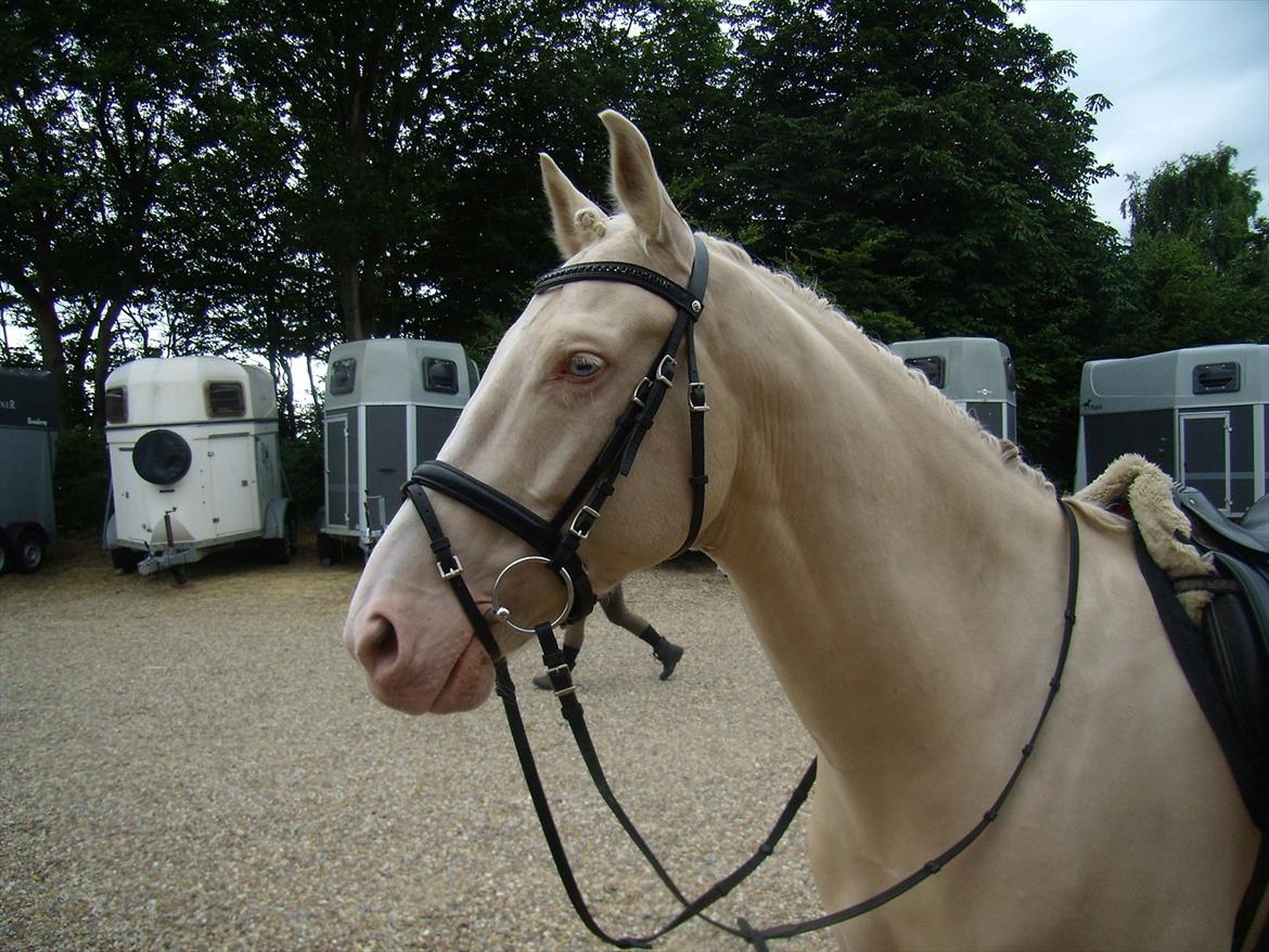 Palomino Sangravgård's Poseidon billede 5