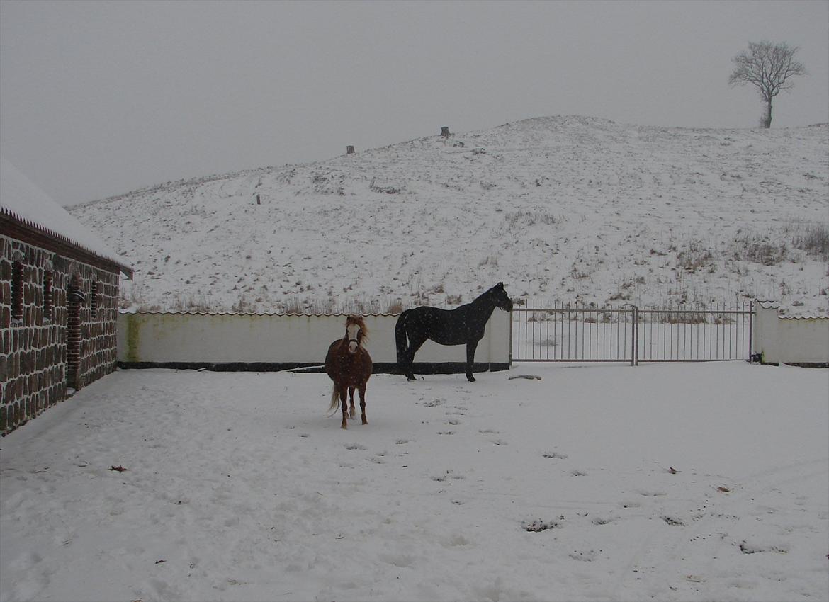 Welsh Mountain (sec A) Mosegaard's Surprice - Surprice d 29/1-2012 - Jo hun ligner da vist en i fol :-) billede 18