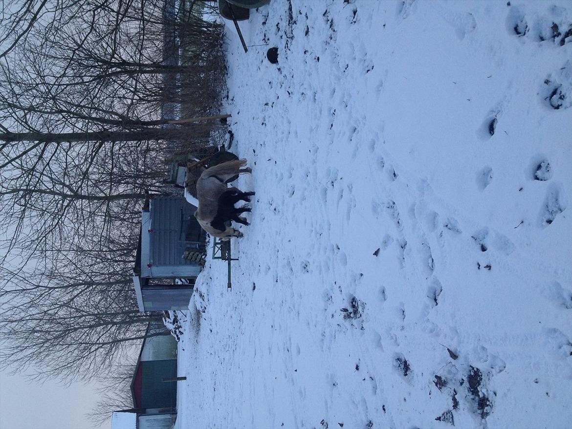 Shetlænder Christina´s Molly billede 5