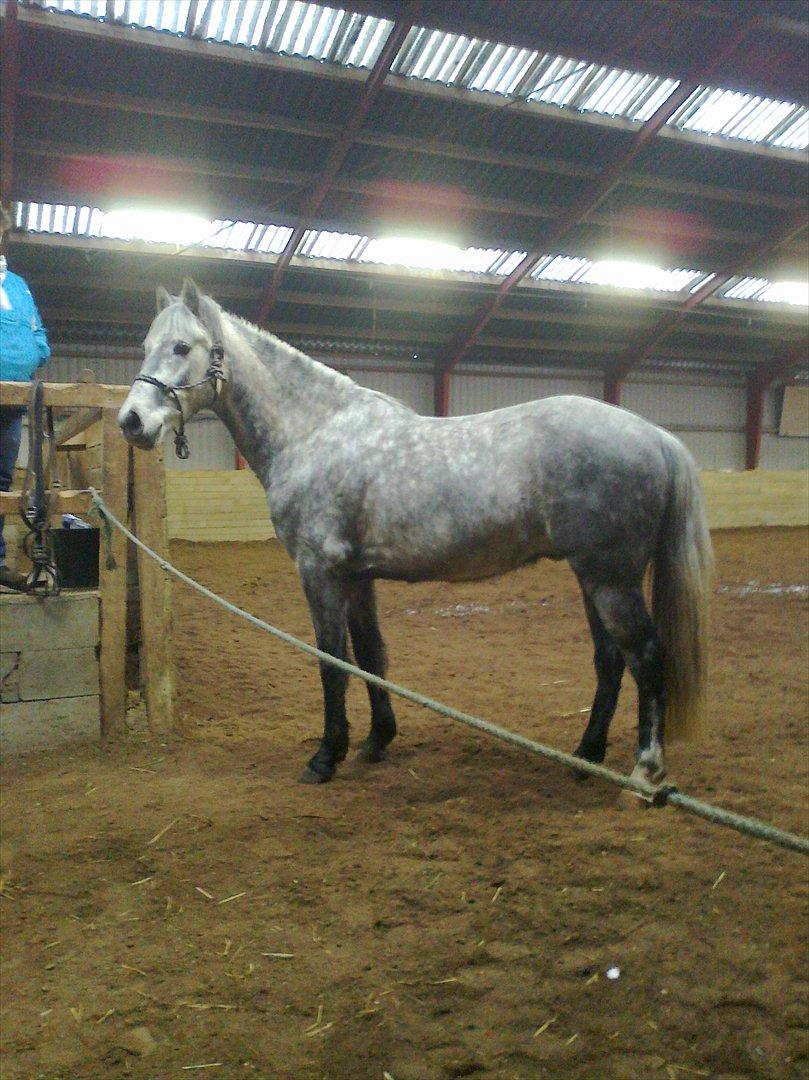 Anden særlig race Sir Grey - Den Grå i ridehus. 29/1-12 billede 7