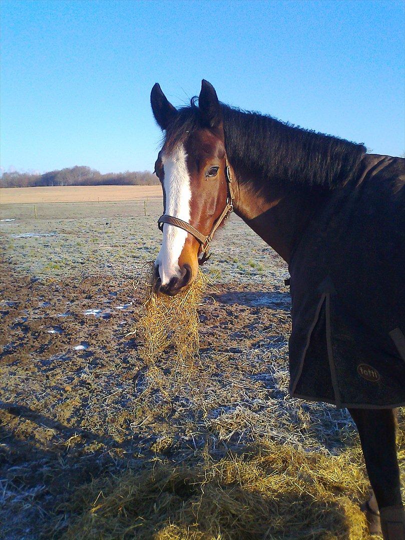 Hollandsk Varmblod Bonita billede 9