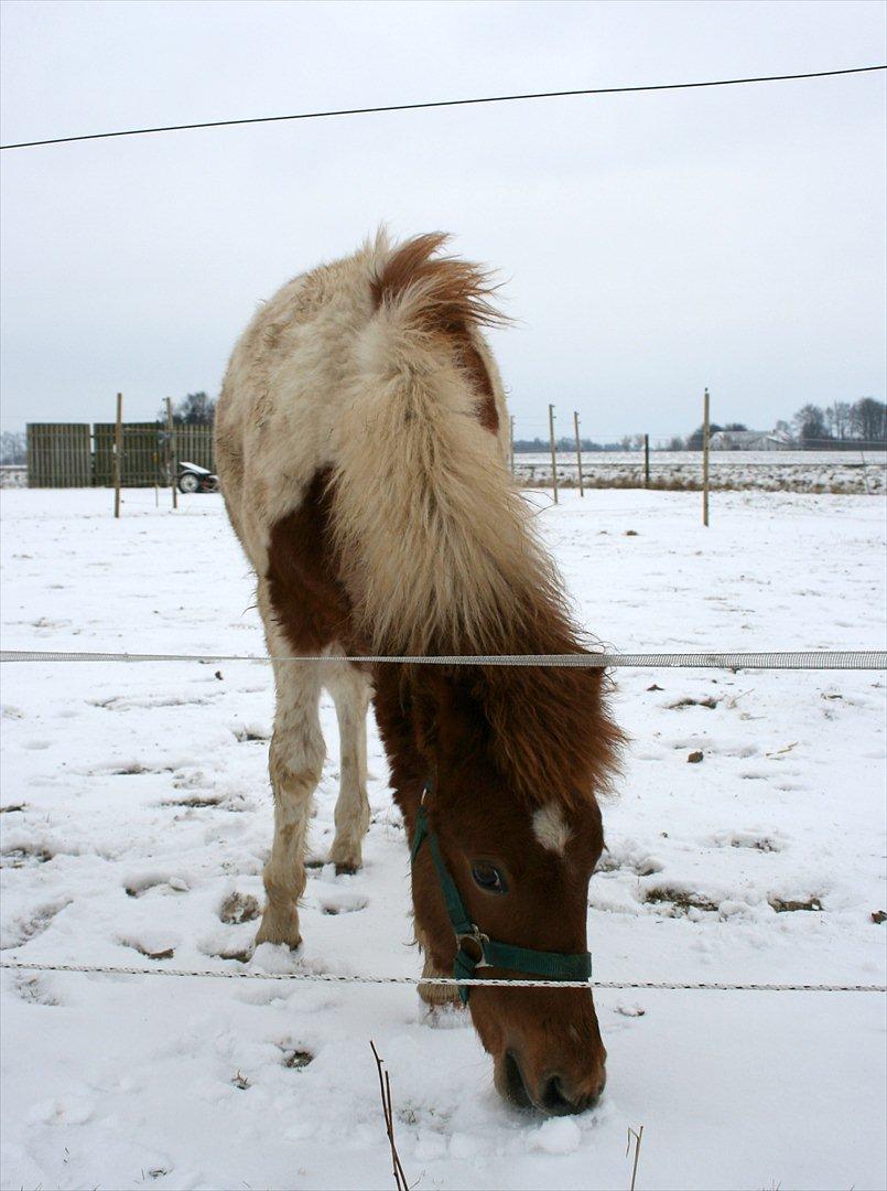 Anden særlig race Aladin - Aladin ½ år vinter-prop billede 16