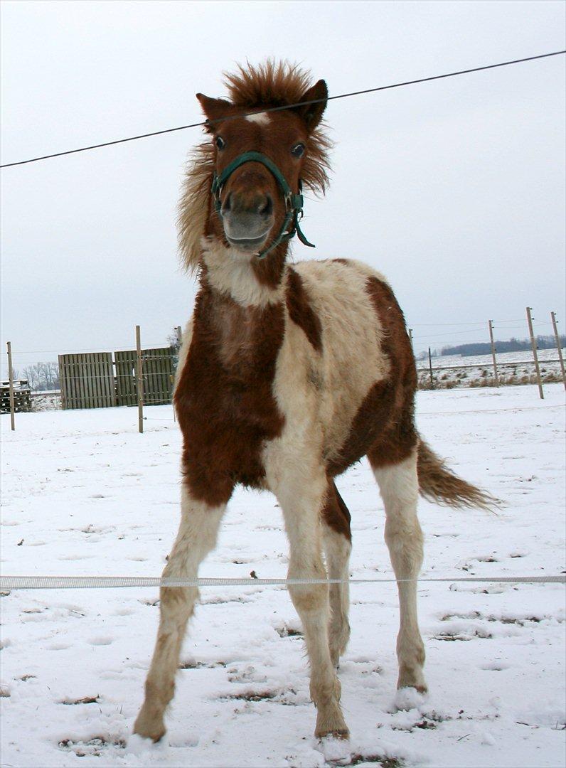 Anden særlig race Aladin - Klar til ballade billede 17