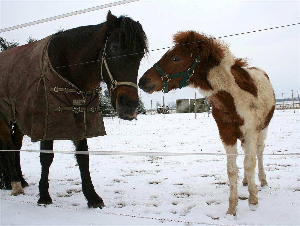 Anden særlig race Aladin - Aladin en rigtig drillepind billede 18