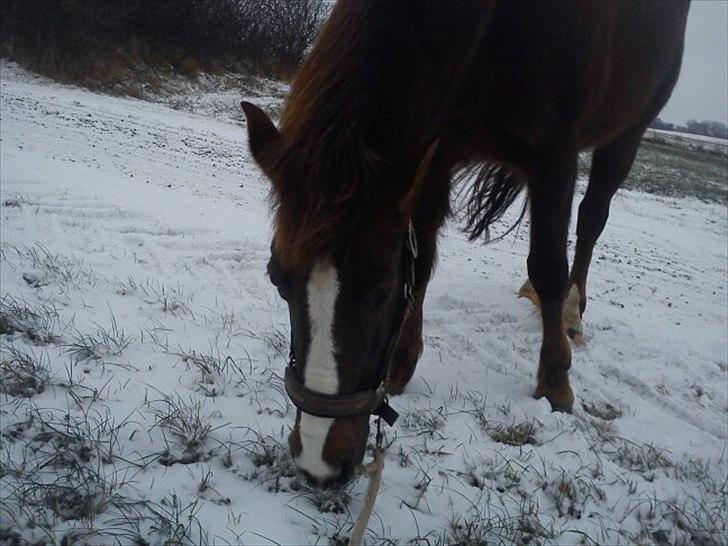 Anden særlig race Duchess - Så blev det endelig vinter :) 2012 billede 6