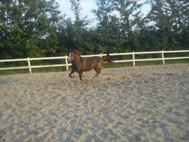 Anden særlig race Duchess billede 7