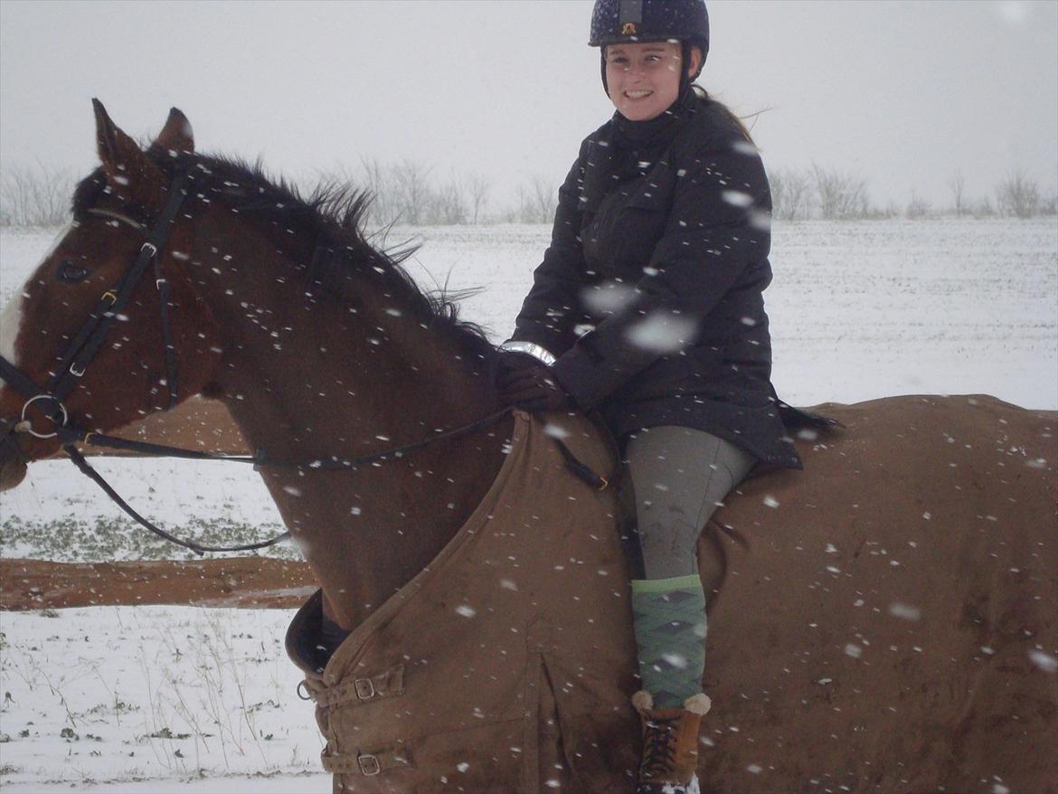 Dansk Varmblod Cherri billede 11