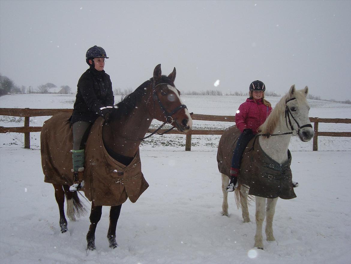 Dansk Varmblod Cherri billede 12