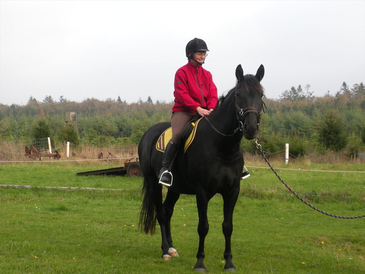 Anden særlig race Axelborgs Pyrus (Himmelhest) - Pyrus under tilridning i 2010 billede 2