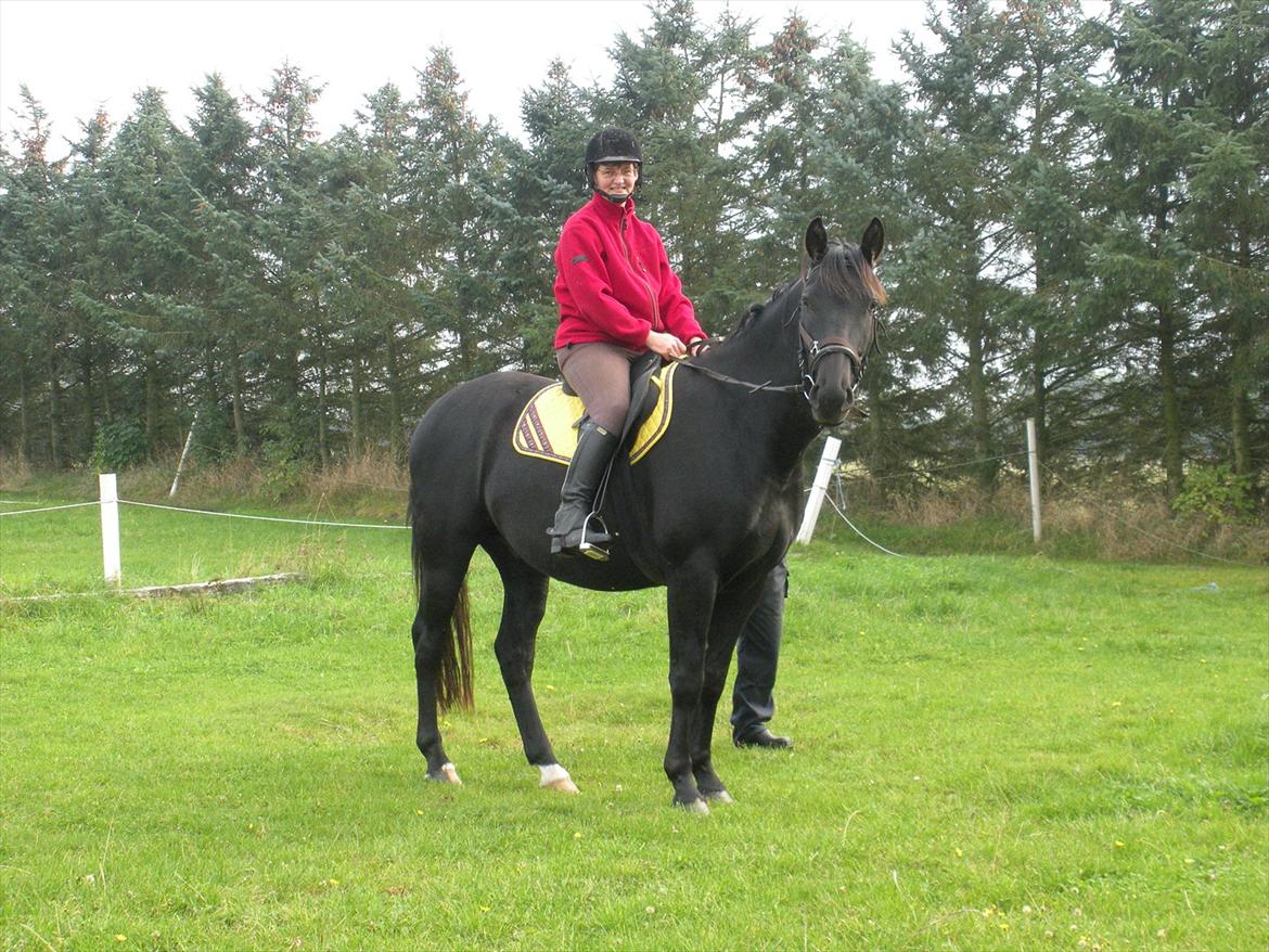 Anden særlig race Axelborgs Pyrus (Himmelhest) - Tilridning 2010 billede 3