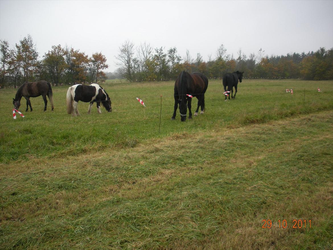 Anden særlig race Axelborgs Pyrus (Himmelhest) - Pyrus første dag hos mig og de andre gider ham ikke billede 4