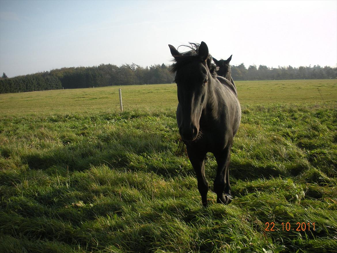Anden særlig race Axelborgs Pyrus (Himmelhest) - Pyrus på marken ugen før han flyttede hjem til mig billede 5