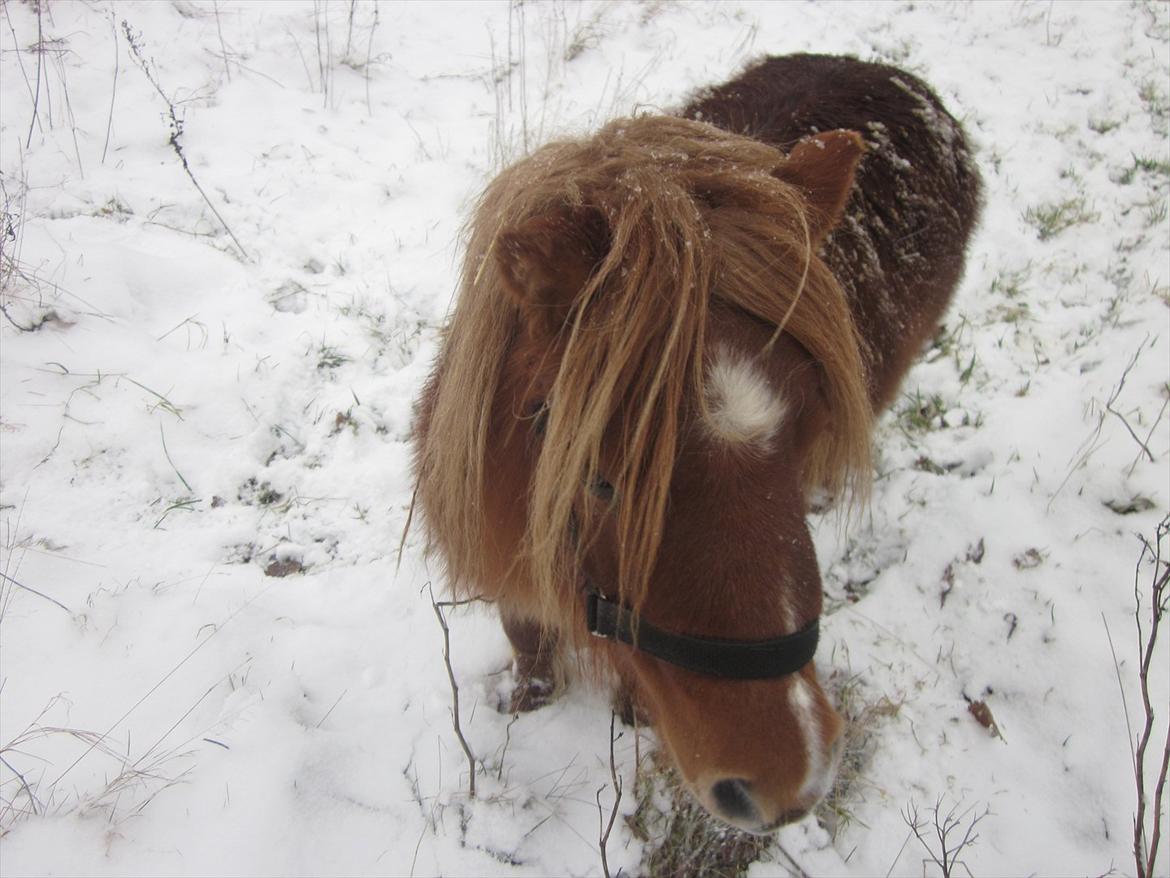 Shetlænder Lotte *Prinsessen* <3 - Lotte i sneen <3 billede 14