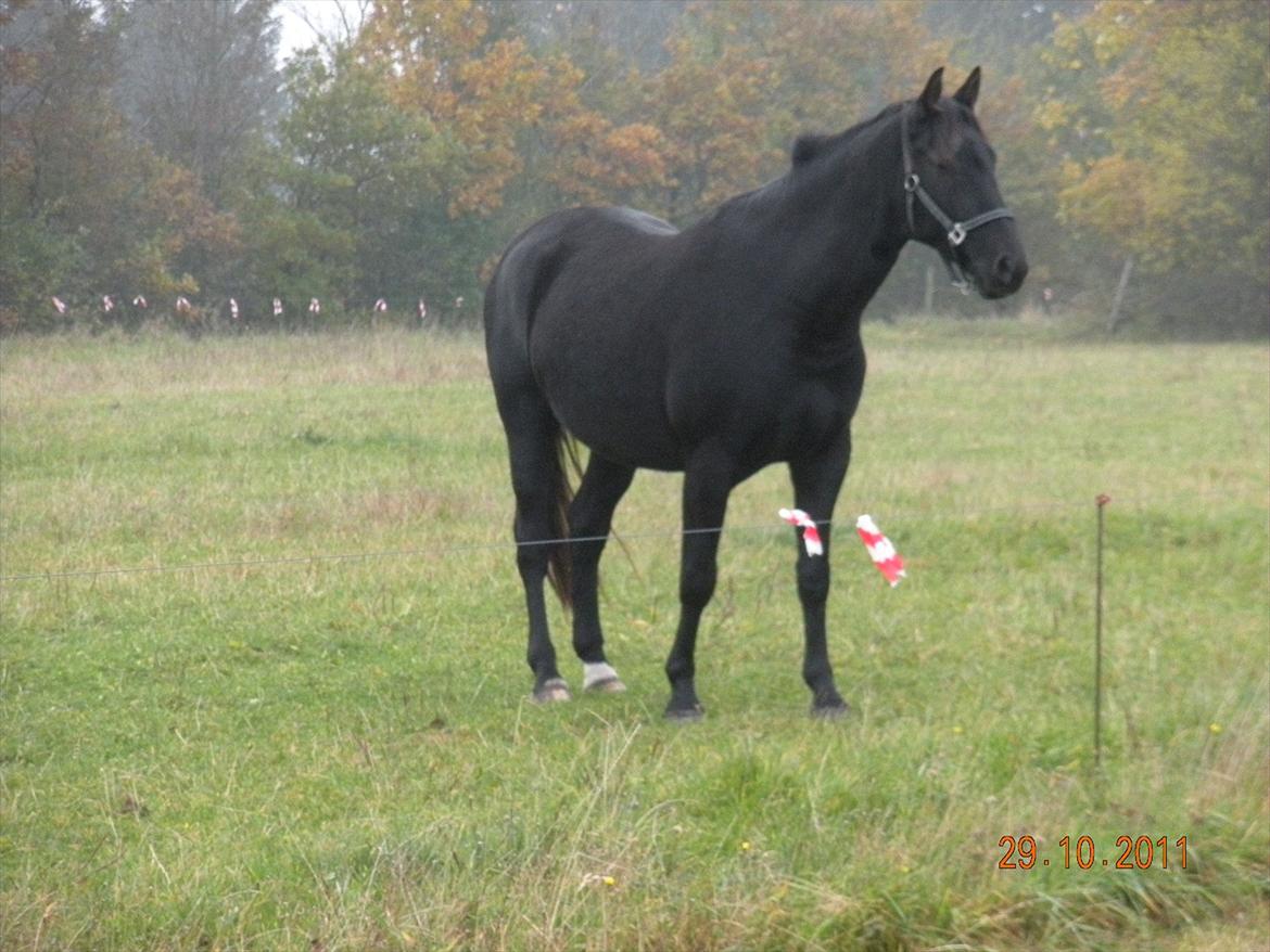 Anden særlig race Axelborgs Pyrus (Himmelhest) - Første dag hos mig, og Palle alene i verden han mangler sin flok billede 6