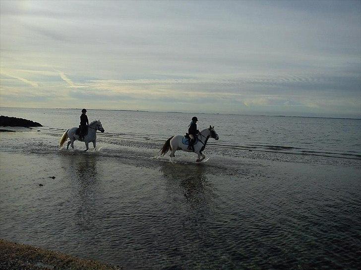 Paint Rosenlyst´s Shane!<3 (Bertil) billede 6