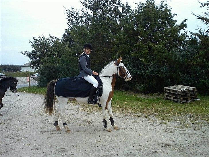 Paint Rosenlyst´s Shane!<3 (Bertil) - I Farsø billede 7