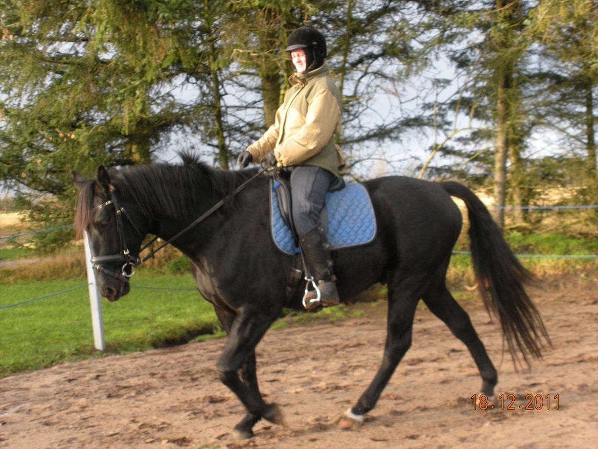 Anden særlig race Axelborgs Pyrus (Himmelhest) - Dec. 2011 billede 7