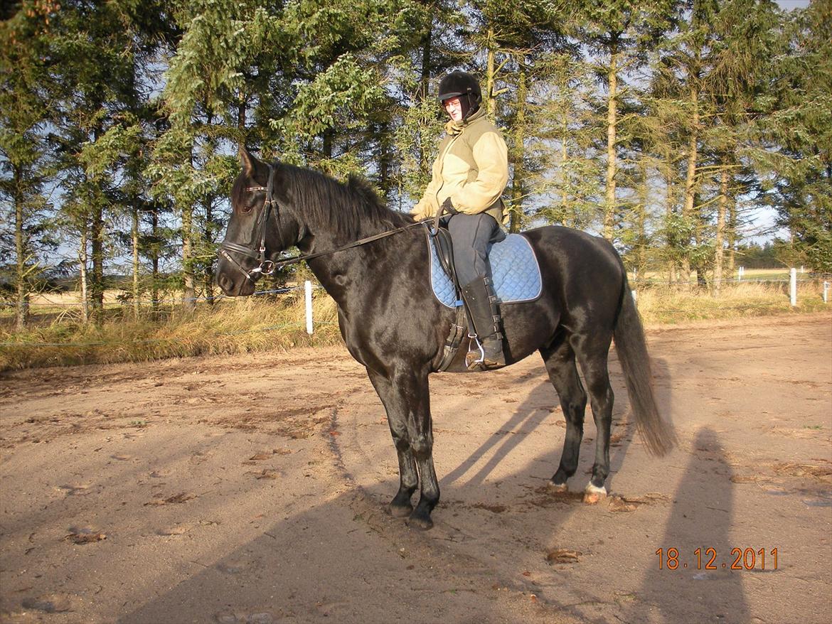 Anden særlig race Axelborgs Pyrus (Himmelhest) - Usoigneret, Men på dette tidspunkt havde jeg endnu ikke købt han billede 8