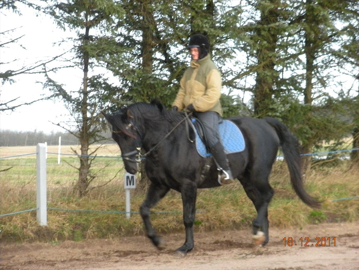 Anden særlig race Axelborgs Pyrus (Himmelhest) - Træner på at han skal strække sig frem og ned Istedet for at krølle sammen. billede 9