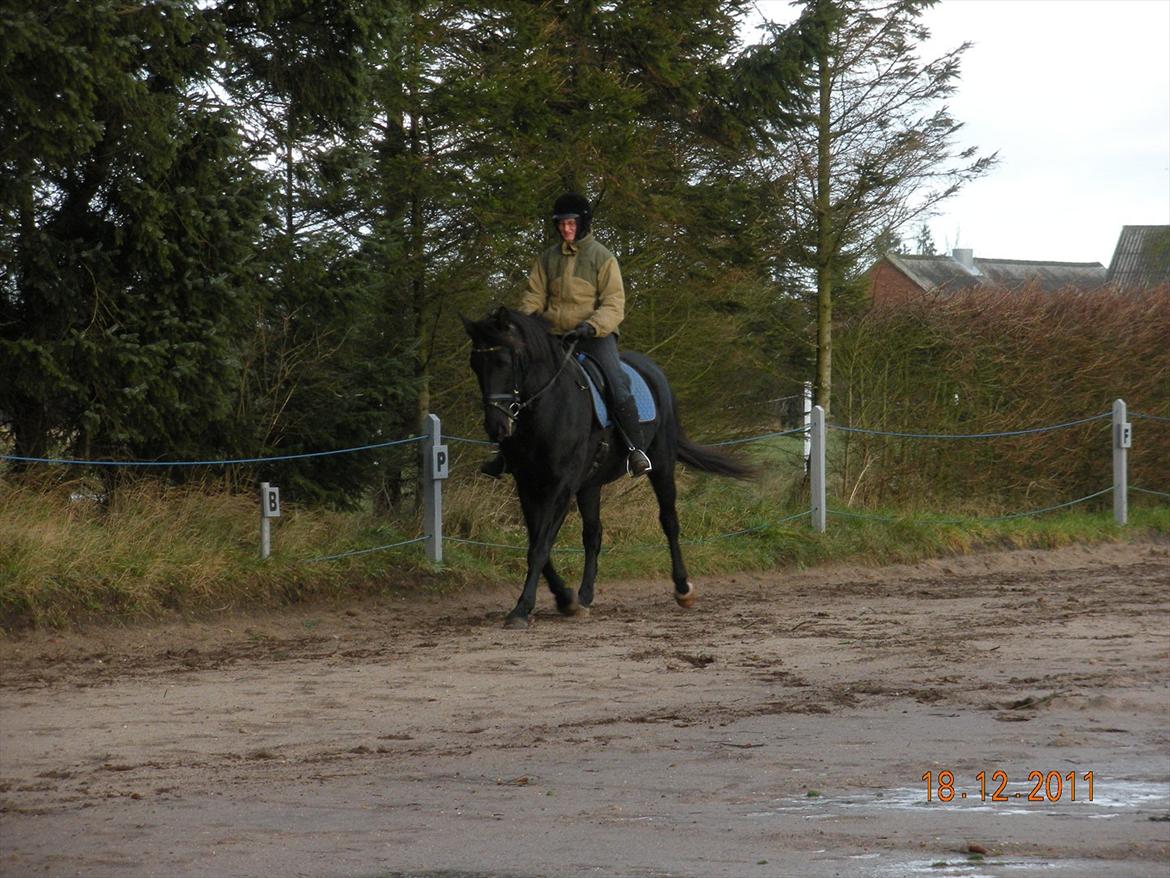 Anden særlig race Axelborgs Pyrus (Himmelhest) - Dec 2011 billede 10