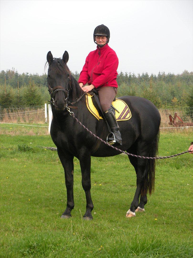 Anden særlig race Axelborgs Pyrus (Himmelhest) - Tilridning 2010 billede 11